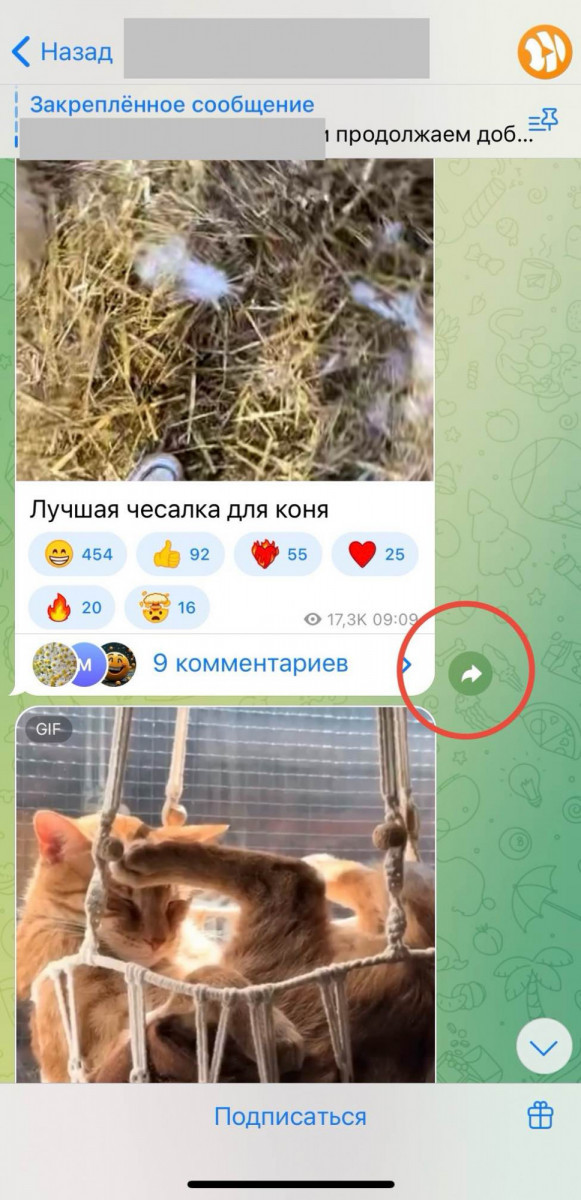 купить репосты телеграм дёшево