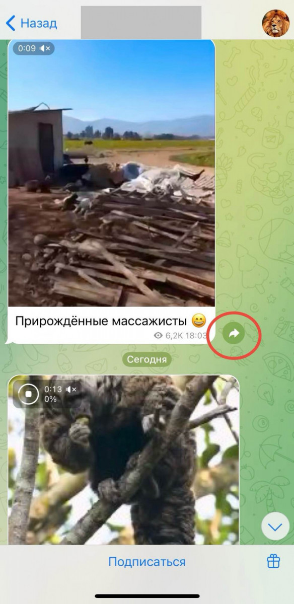 1000 репостов истории в телеграмм